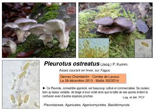 Pleurotus ostreatus (Jacq.) P. Kumm.