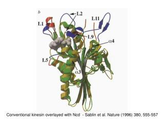 Conventional kinesin overlayed with Ncd - Sablin et al. Nature (1996) 380, 555-557