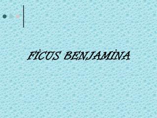 FİCUS BENJAMİNA