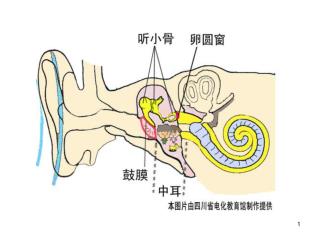 想像一下，你身体变得小，能在耳朵里旅行。你将穿过一条长长的隧道。