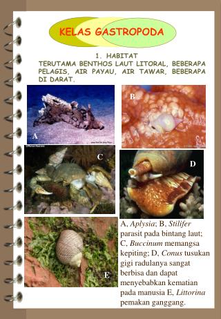 KELAS GASTROPODA