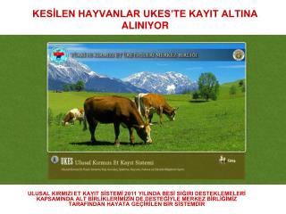 KESİLEN HAYVANLAR UKES’TE KAYIT ALTINA ALINIYOR