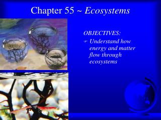 Chapter 55 ~ Ecosystems