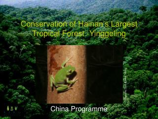 Conservation of Hainan’s Largest Tropical Forest -Yinggeling