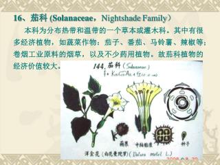 16 、茄科 (Solanaceae ， Nightshade Family ）