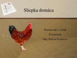 Sliepka domáca