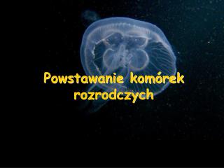 Powstawanie komórek rozrodczych