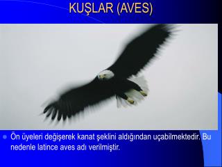 KUŞLAR (AVES)