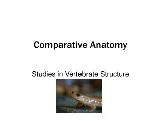 Comparative Anatomy