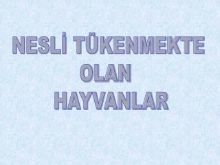 NESLİ TÜKENMEKTE OLAN HAYVANLAR