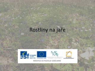 Rostliny na jaře