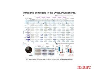 EZ Kvon et al. Nature 000 , 1-5 (2014) doi:10.1038/nature13395