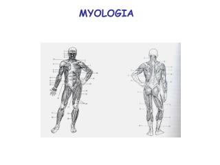 MYOLOGIA