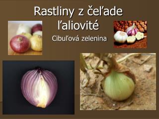 Rastliny z čeľade ľaliovité