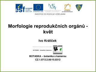 Morfologie reprodukčních orgánů - květ