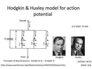 Hodgkin &amp; Huxley model for action potential