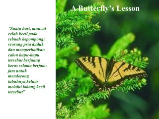 A Butterfly’s Lesson