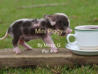 Mini Piggy
