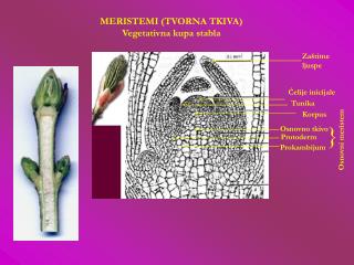 MERISTEMI (TVORNA TKIVA) Vegetativna kupa stabla