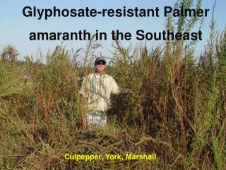 Glyphosate -resistant Palmer amaranth in the Southeast