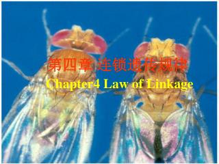 第四章 连锁遗传规律 Chapter4 Law of Linkage