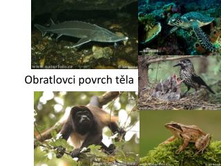 Obratlovci povrch těla