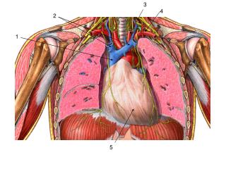 Fibrous pericardium / Pericardial sac