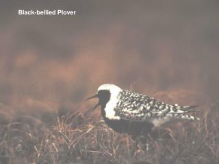 Black-bellied Plover