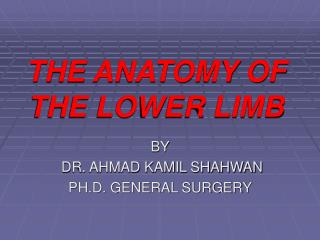 THE ANATOMY OF THE LOWER LIMB