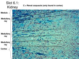 Slot 6.1: Kidney