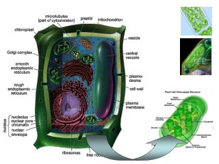 Euglena