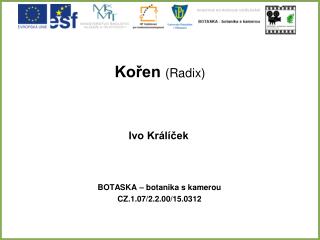 Kořen (Radix)