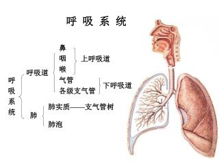 呼 吸 系 统