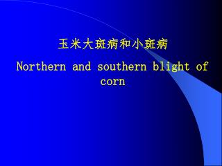 玉米大斑病和小斑病 Northern and southern blight of corn