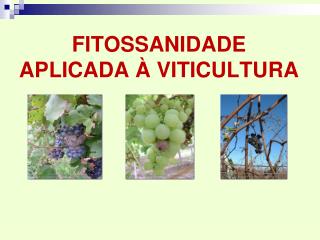 FITOSSANIDADE APLICADA À VITICULTURA
