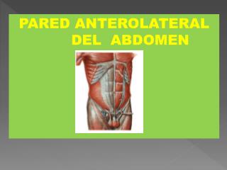 PARED ANTEROLATERAL DEL ABDOMEN