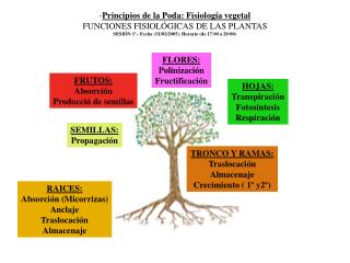 RAICES: Absorción (Micorrizas) Anclaje Traslocación Almacenaje