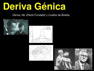 Deriva G énica Deriva, Ne, Efecto Fundador y Cuellos de Botella, Deriva+Selección