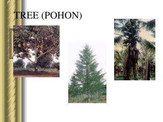 TREE (POHON)