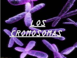 LOS CROMOSOMAS