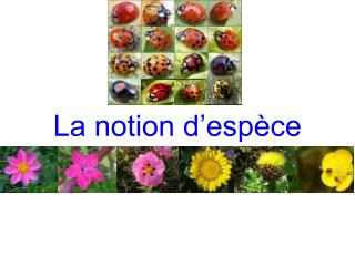 La notion d’espèce