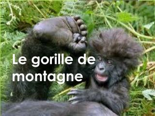 Le gorille de montagne