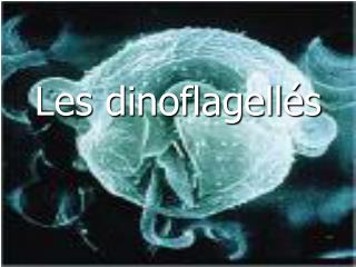 Les dinoflagellés