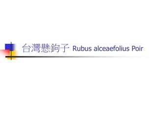 台灣懸鉤子 Rubus alceaefolius Poir
