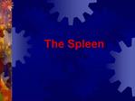 The Spleen