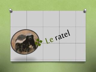 Le ratel