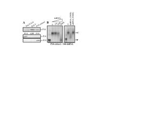 P14 extract - 144 dsRNA