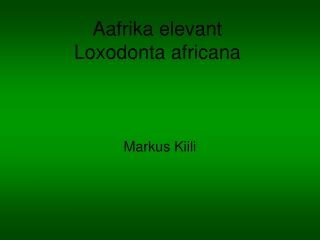 Aafrika elevant Loxodonta africana