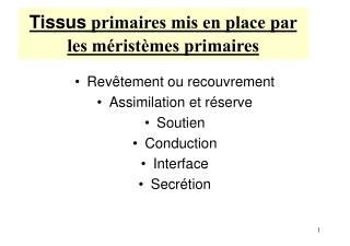 Tissus primaires mis en place par les méristèmes primaires