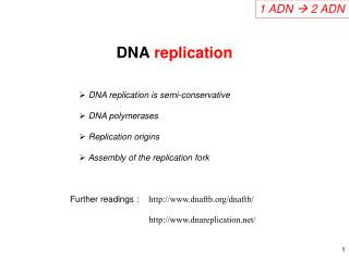 DNA replication